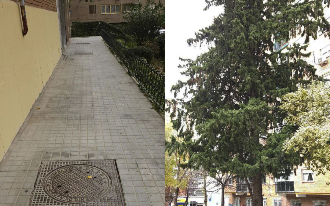 Desratización-Procesionaria